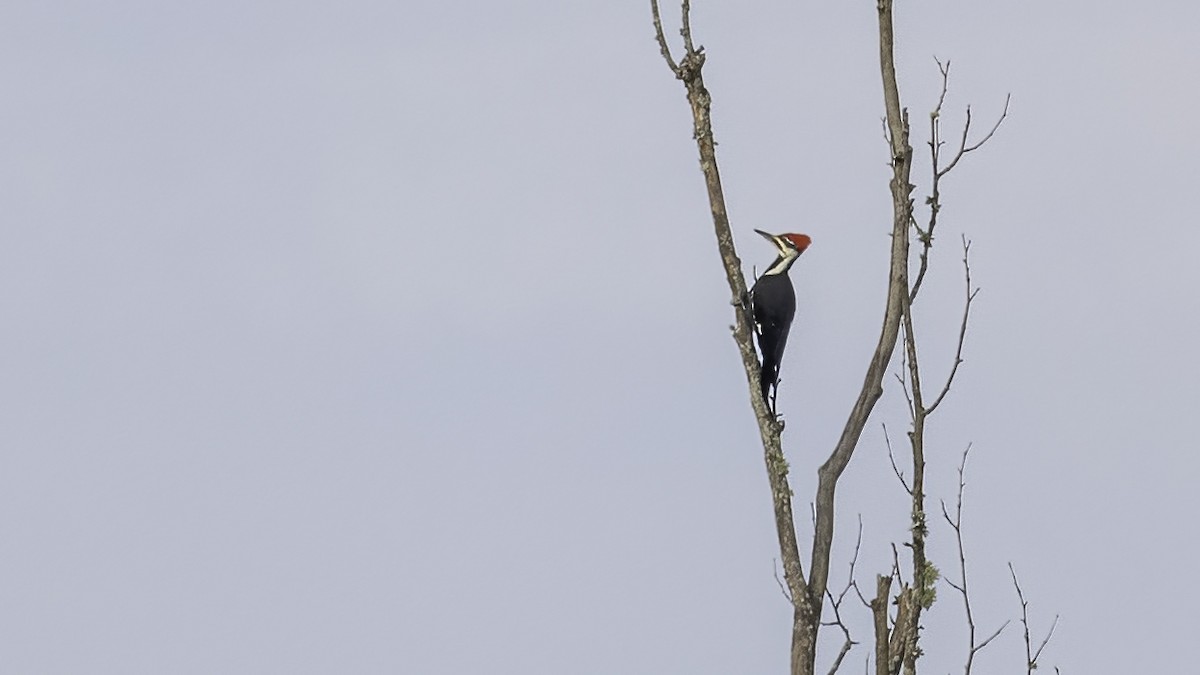 Pileated Woodpecker - ML383350771