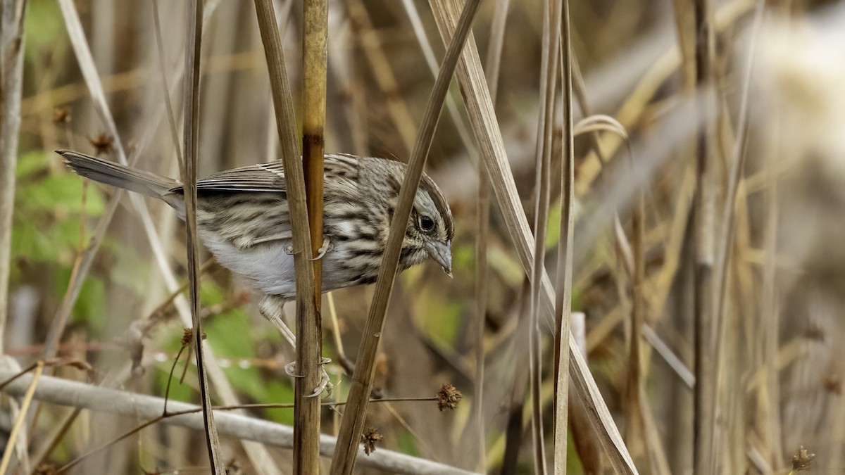 Song Sparrow - ML383350861