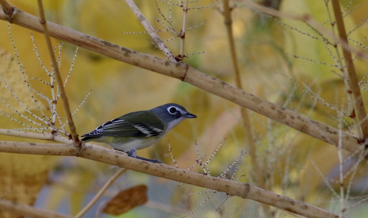 Blue-headed Vireo - Jay McGowan