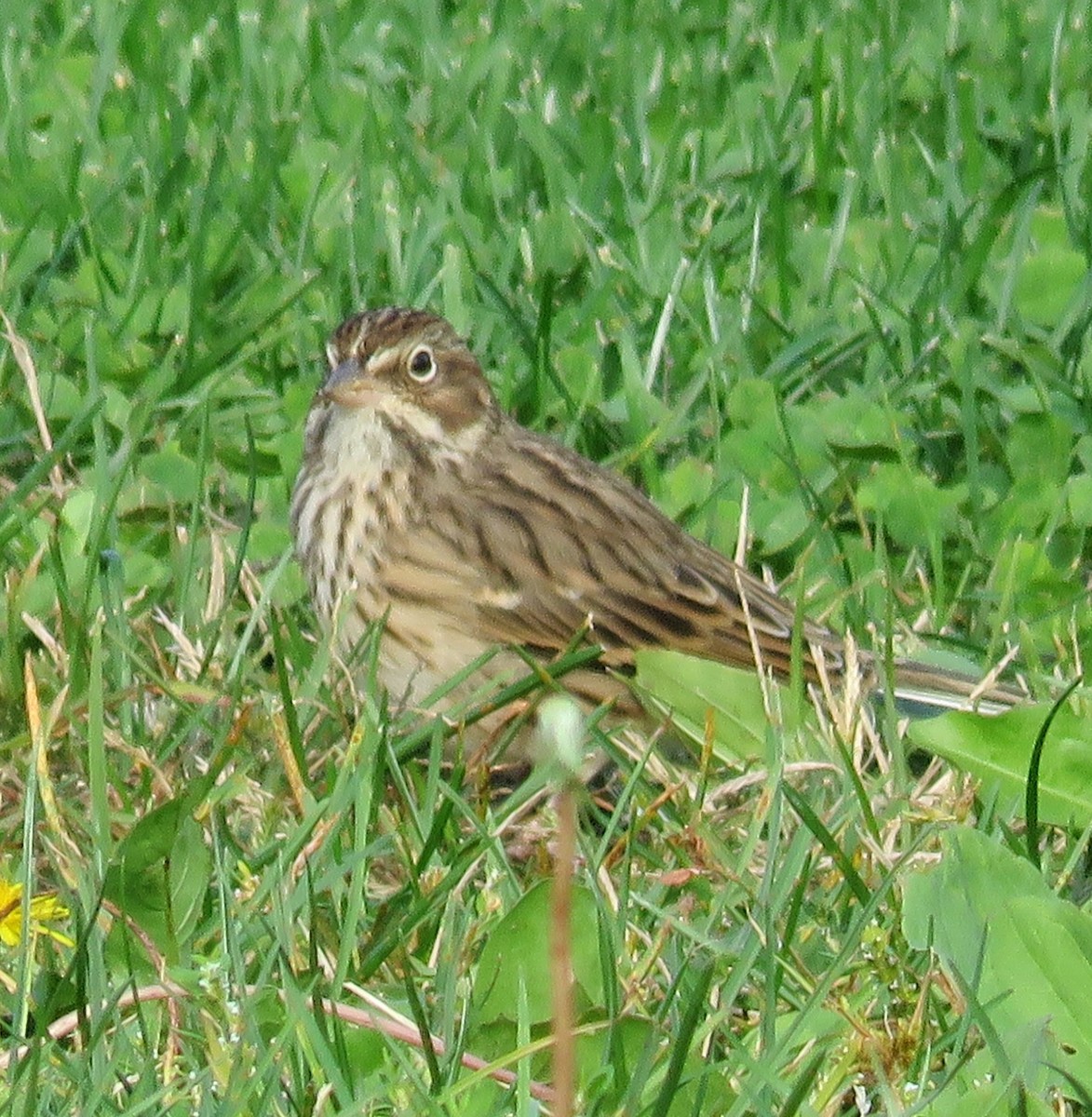 Vesper Sparrow - ML383351931