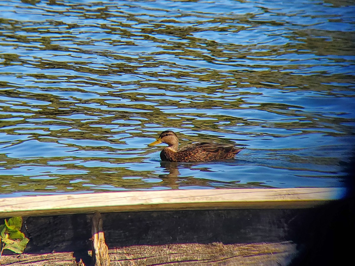 Mottled Duck - ML383352311