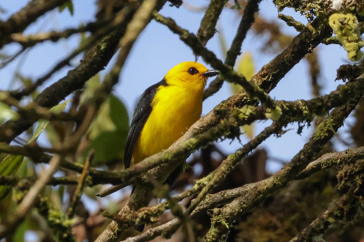 Black-and-yellow Tanager - ML383352601