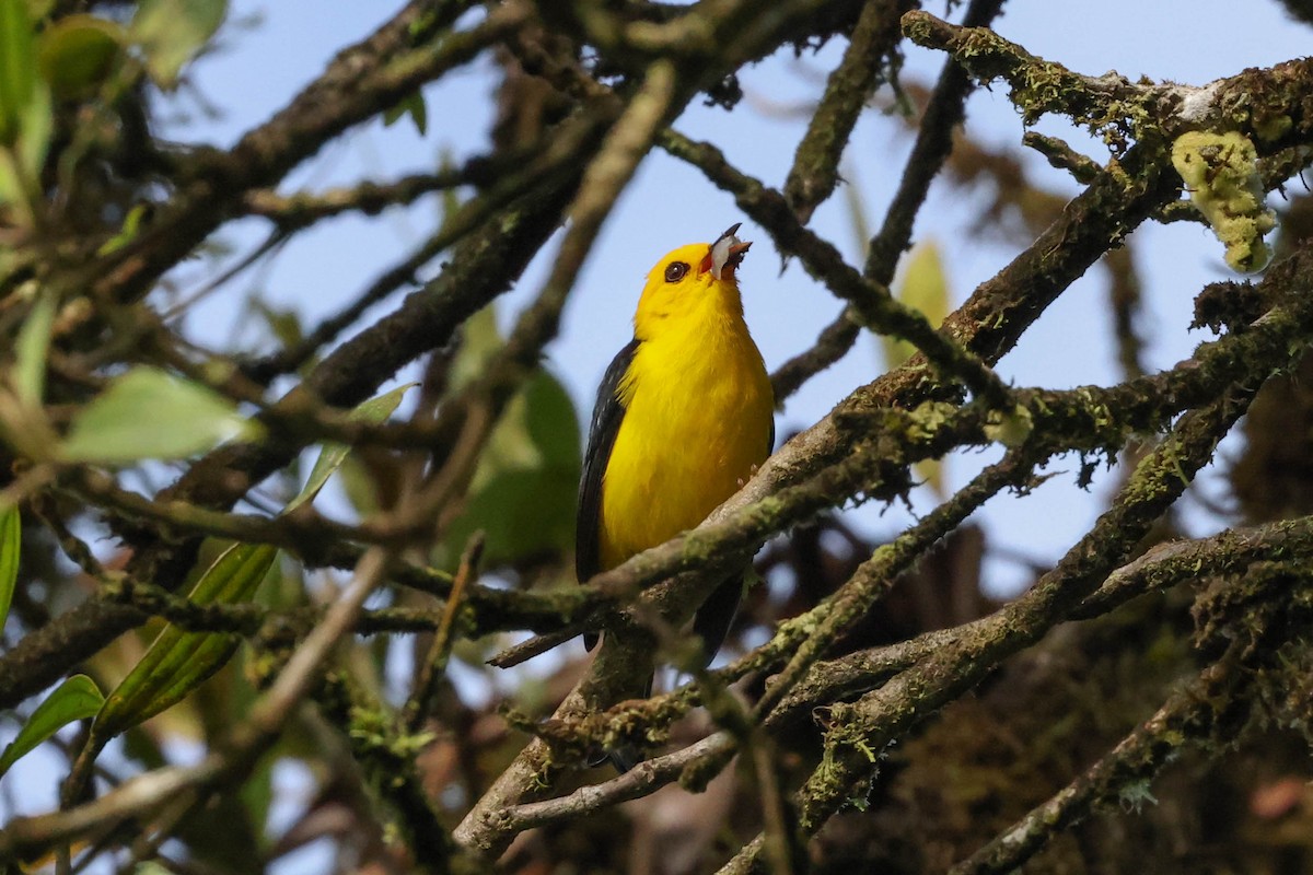 Black-and-yellow Tanager - ML383352611