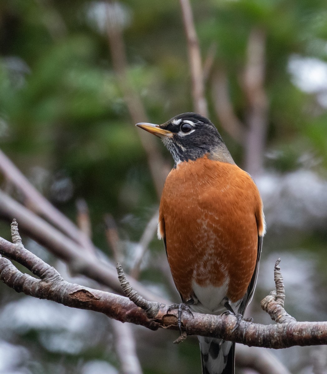 American Robin - John Alexander