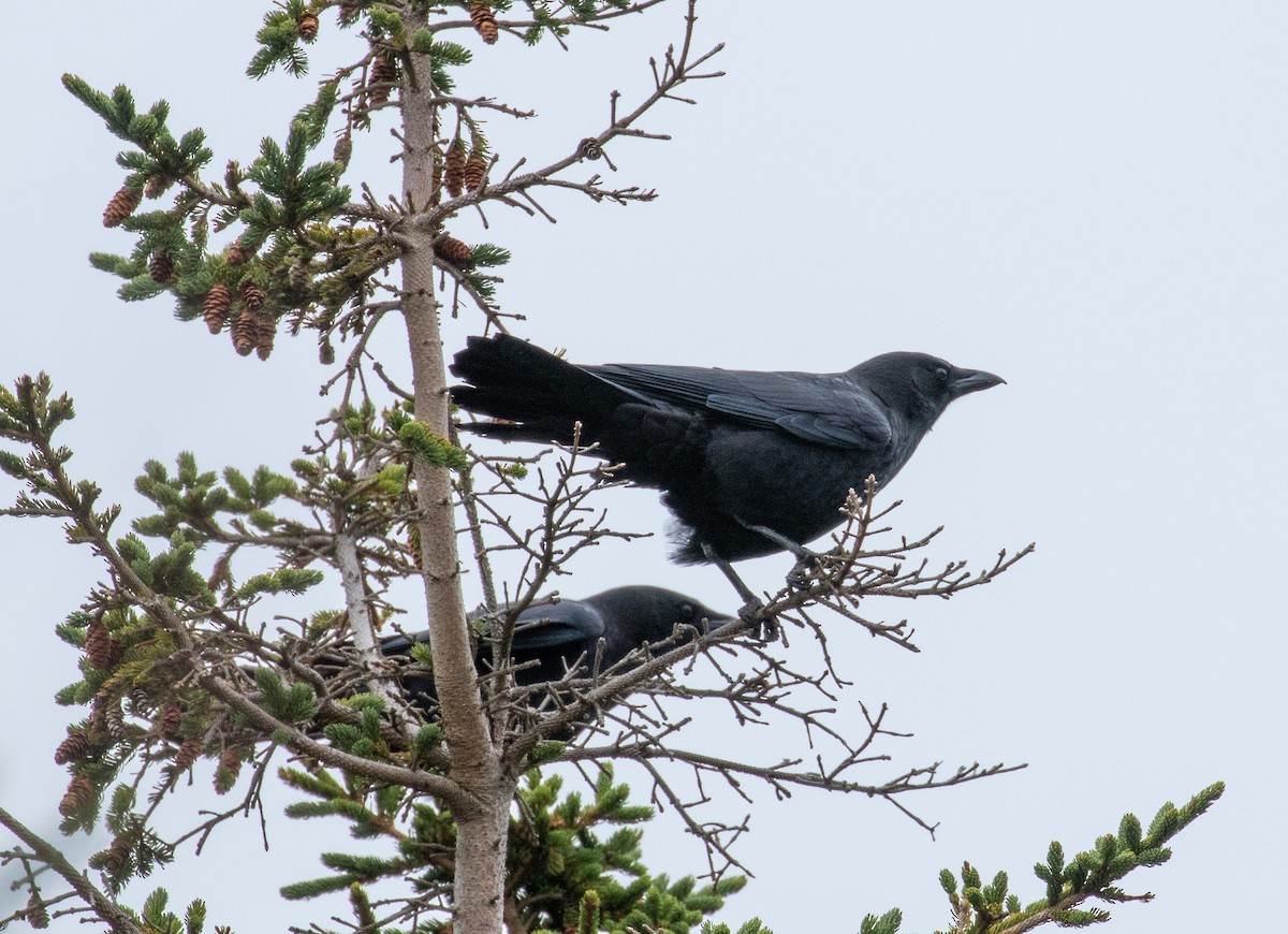 American Crow - ML383353571