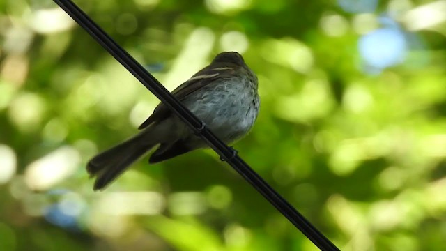 Euler's Flycatcher - ML383353901