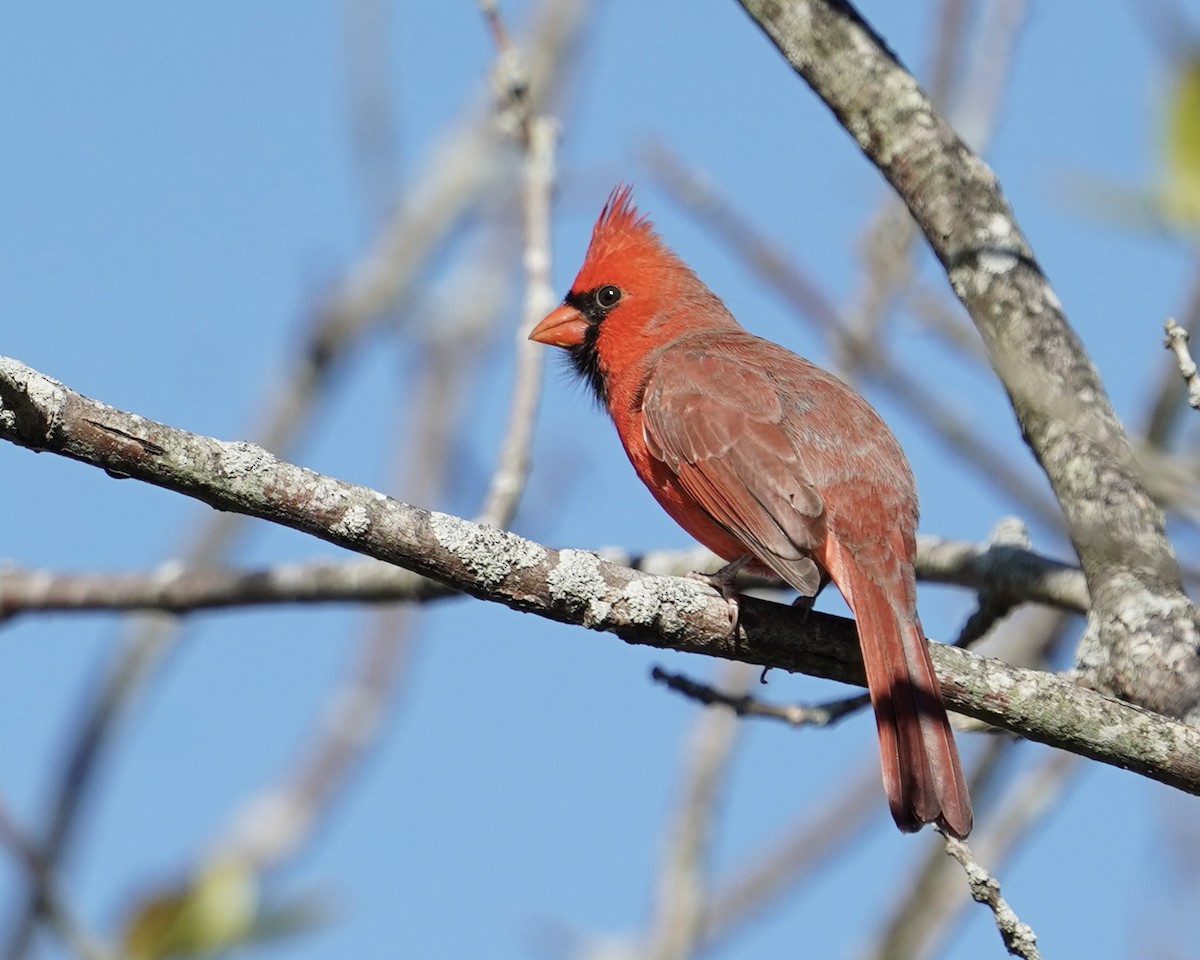 Northern Cardinal - ML383355551