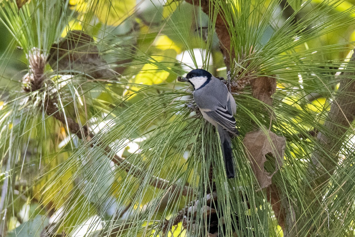 Cinereous Tit - ML383355901