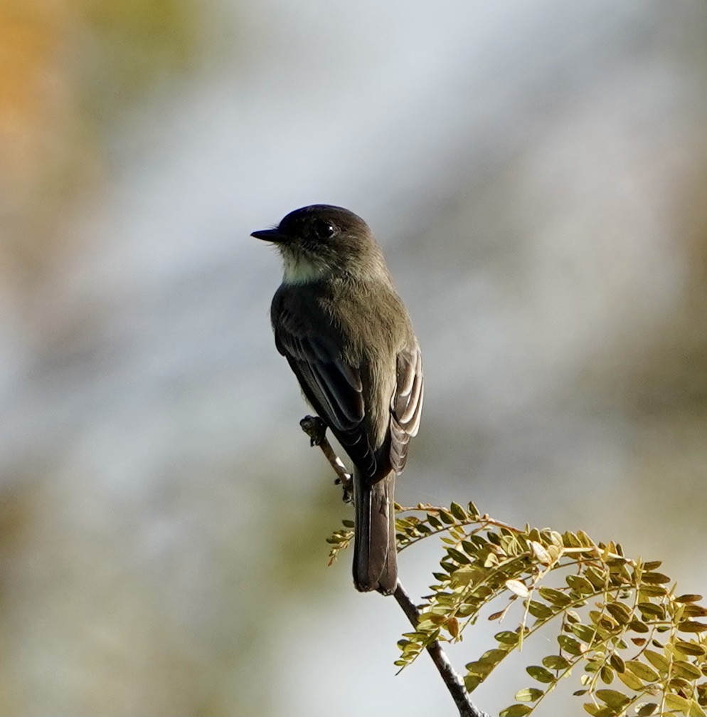 Eastern Phoebe - ML383356221