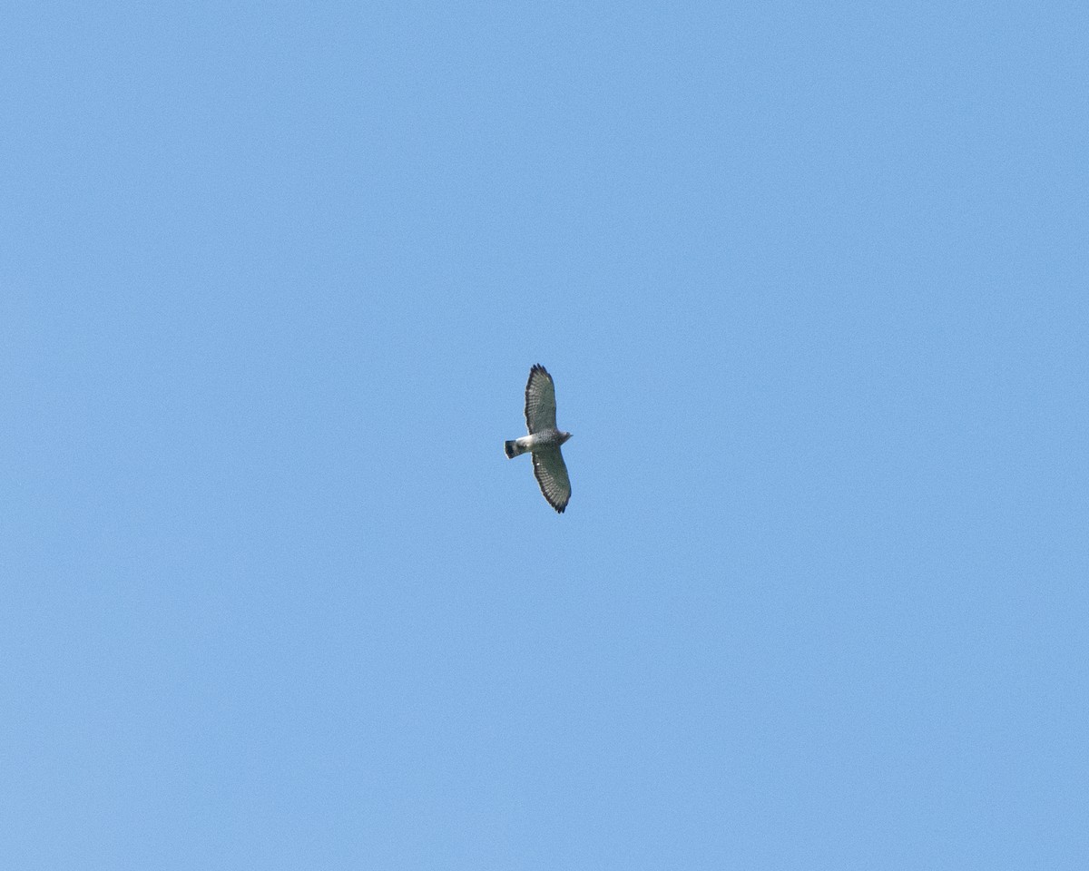 Broad-winged Hawk - ML383356651
