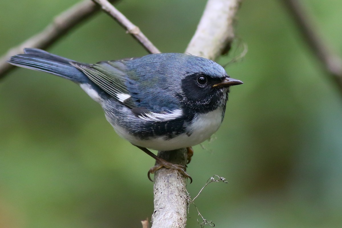 Black-throated Blue Warbler - Baxter Beamer