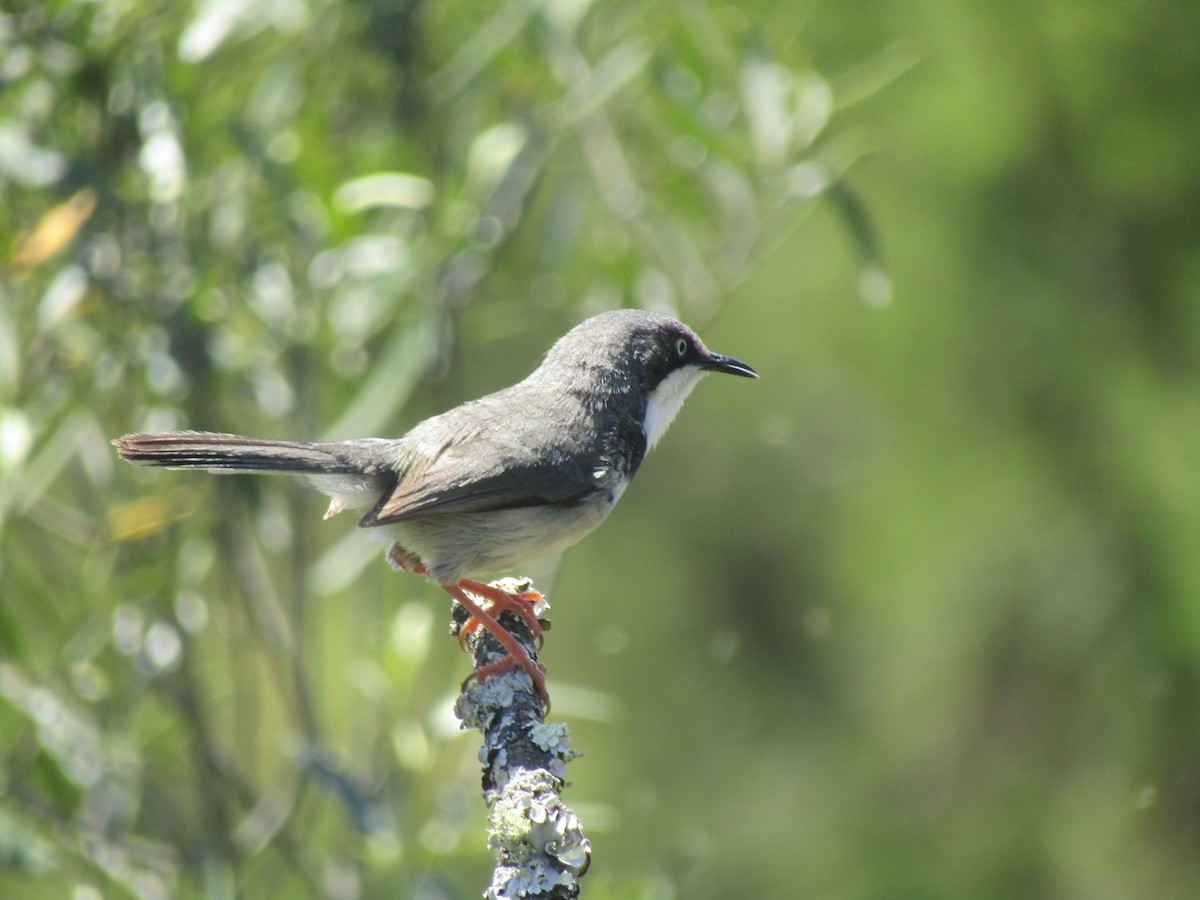 Bar-throated Apalis - ML383358561