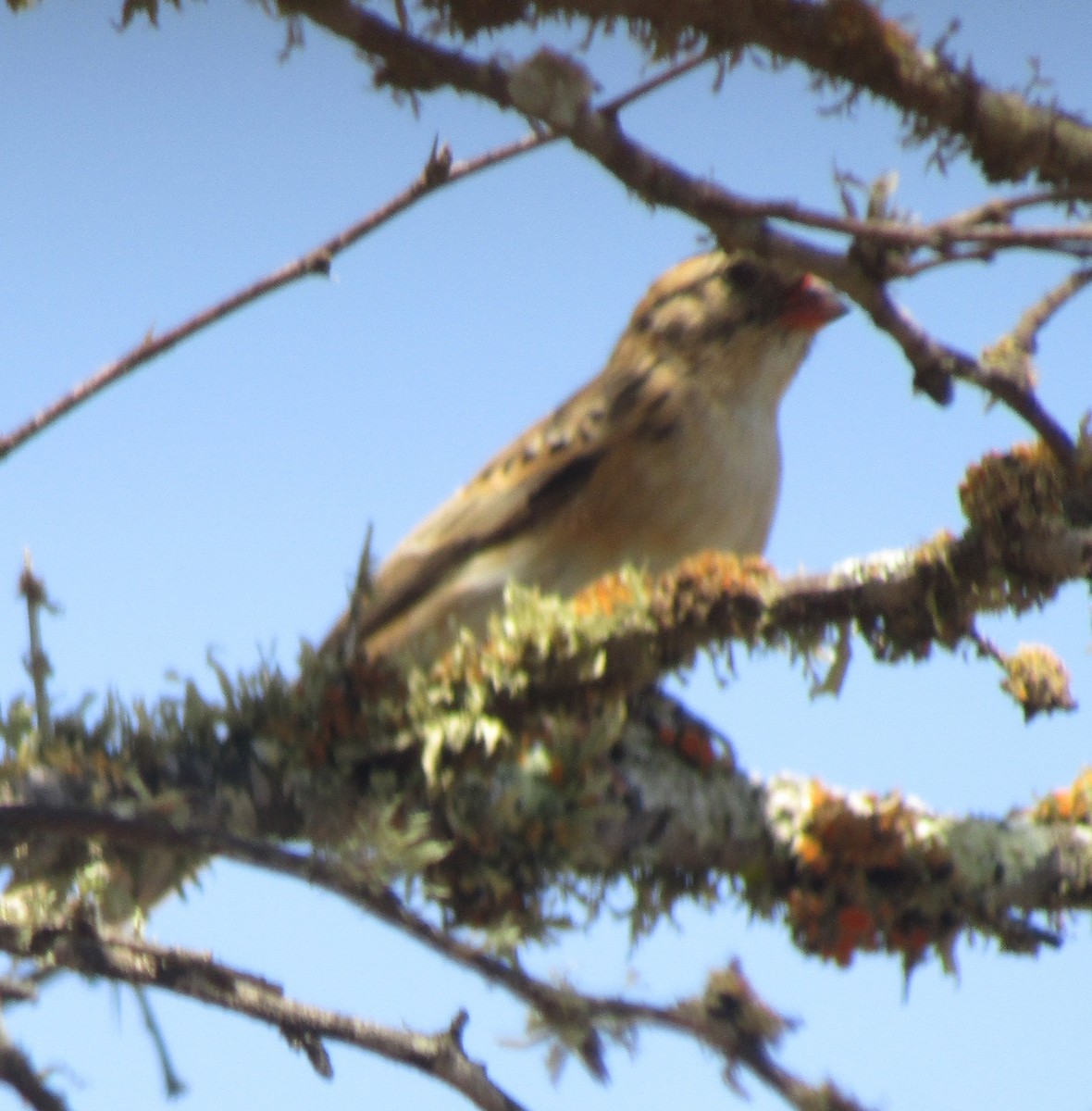 Pin-tailed Whydah - ML383358791