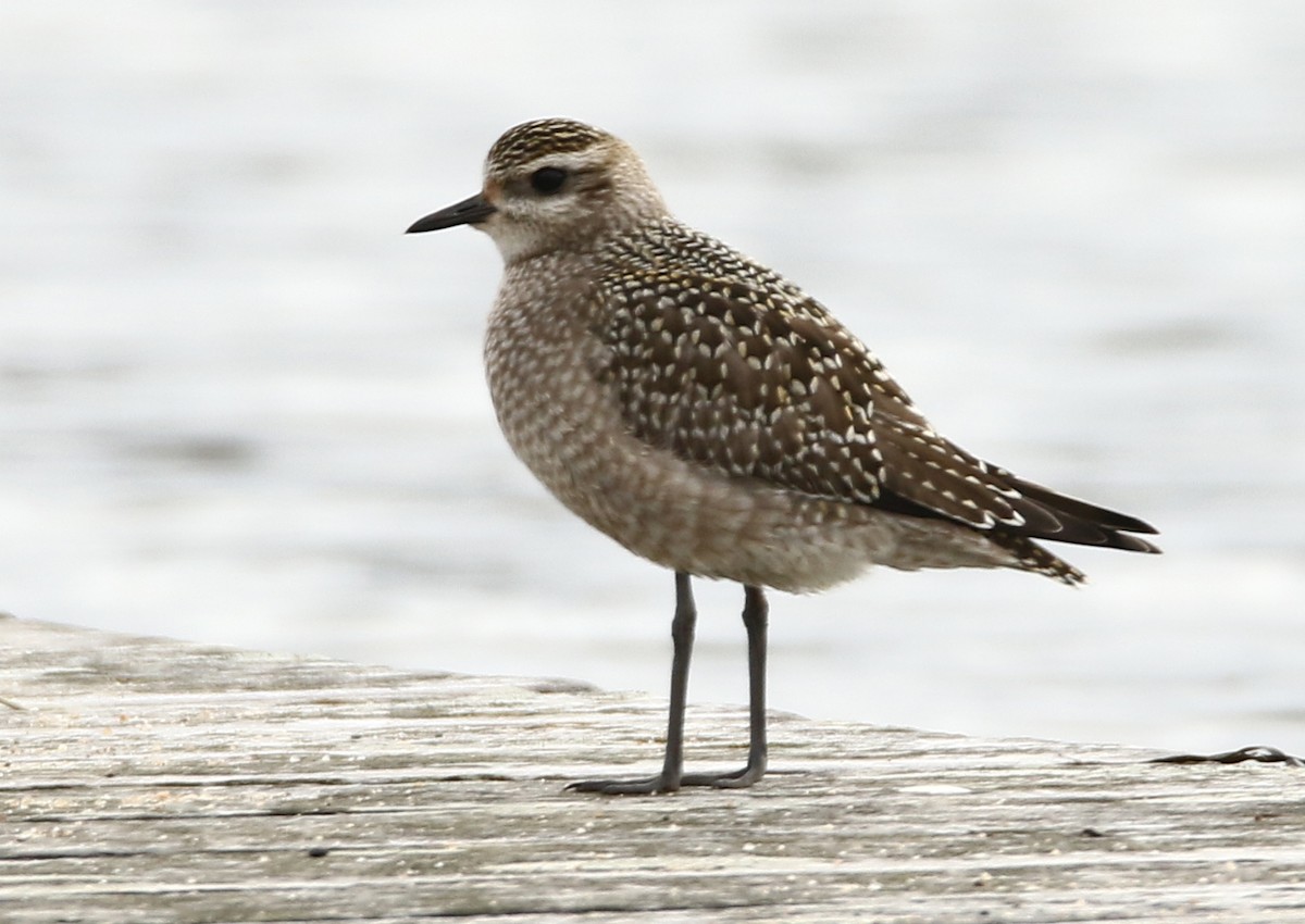 American Golden-Plover - H. Resit Akçakaya