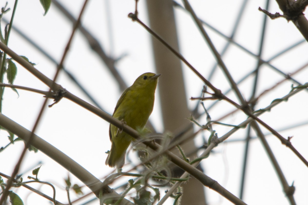 Paruline jaune - ML38335951