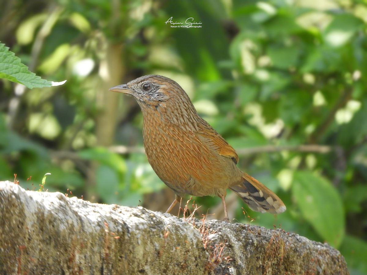 Streaked Laughingthrush - ML383359931