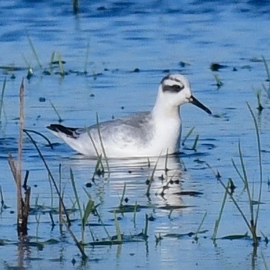 Red Phalarope - ML383363441