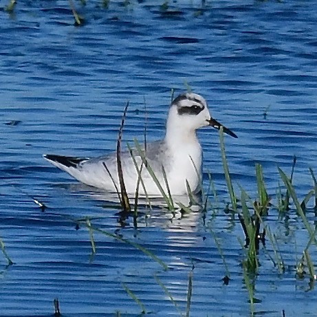 Red Phalarope - ML383363451