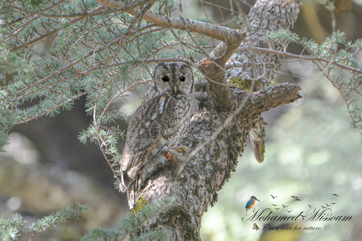 Maghreb Owl - Mohamed Missoum