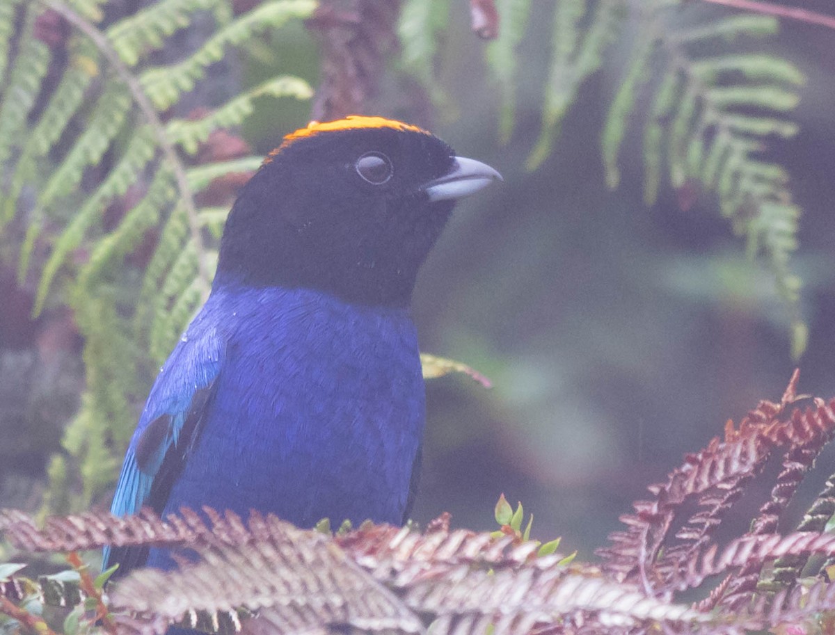 Golden-crowned Tanager - ML383364931
