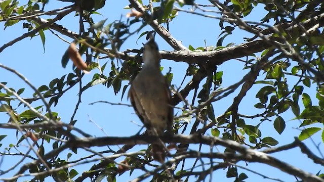 Crested Hornero - ML383365891