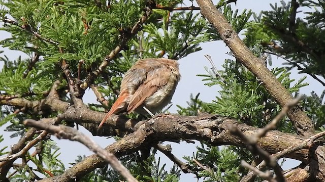 カンムリカマドドリ - ML383365921