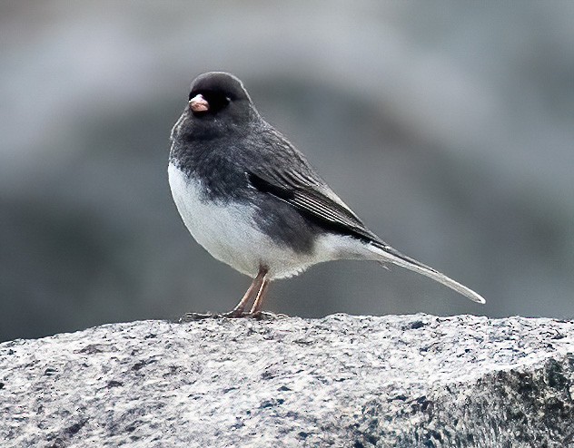 Dark-eyed Junco - ML383365991