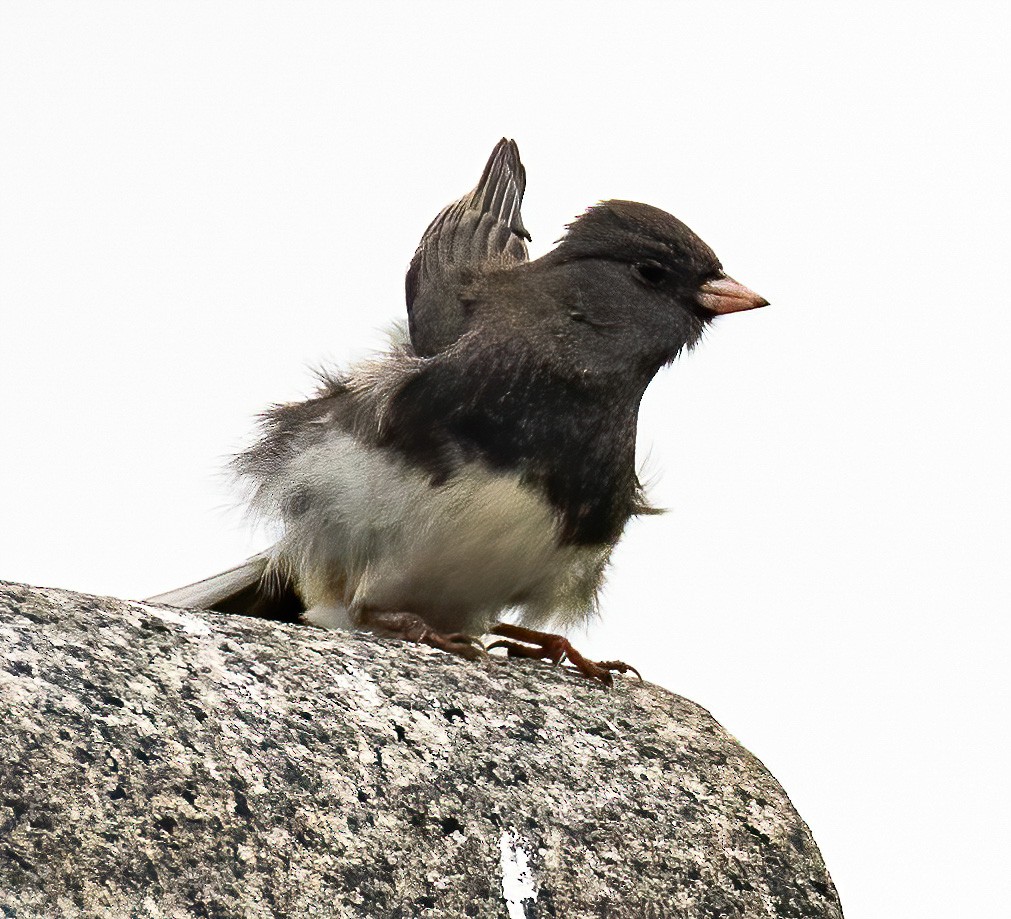 Junco Ojioscuro - ML383366011