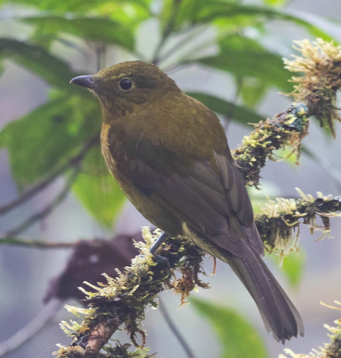 Gray-tailed Piha - ML383366611