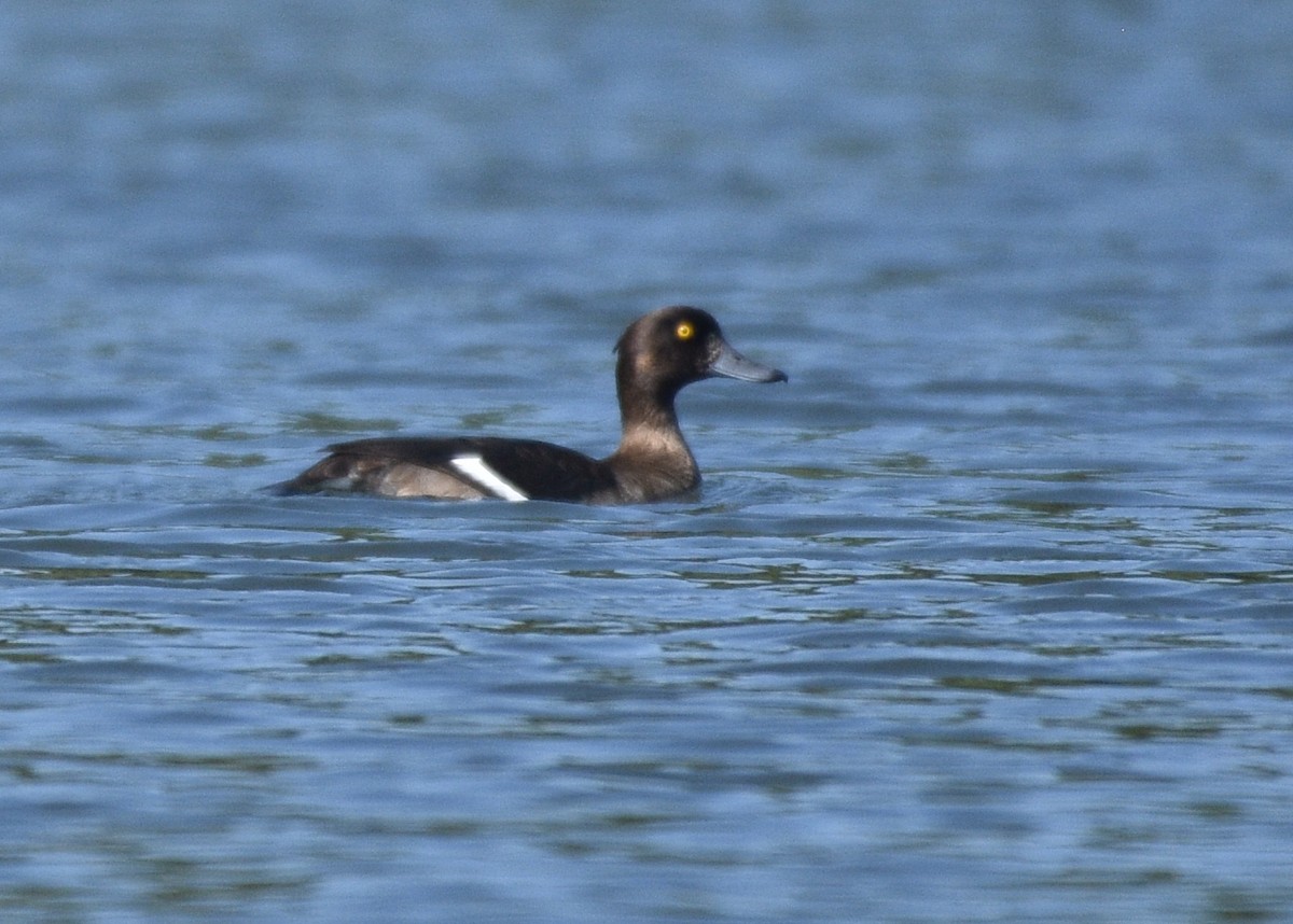 Tufted Duck - ML383366751