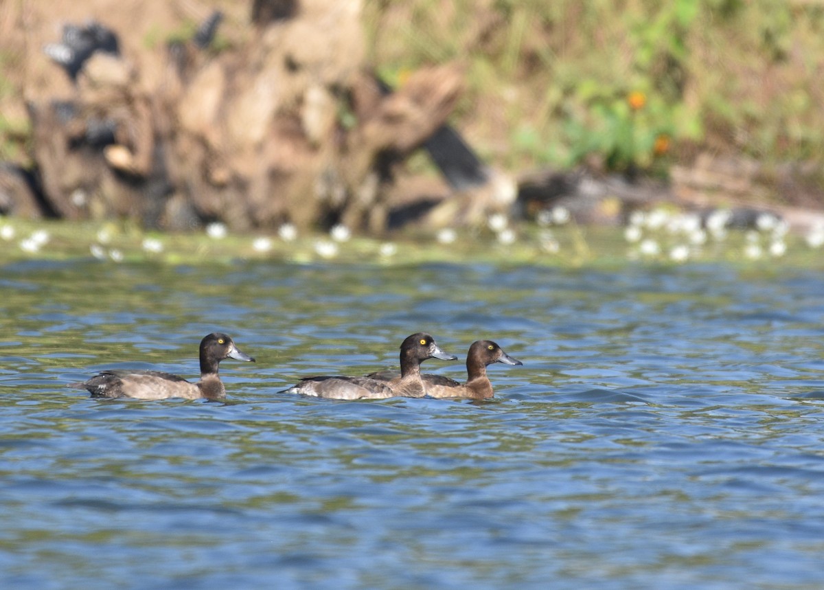 Tufted Duck - ML383366841