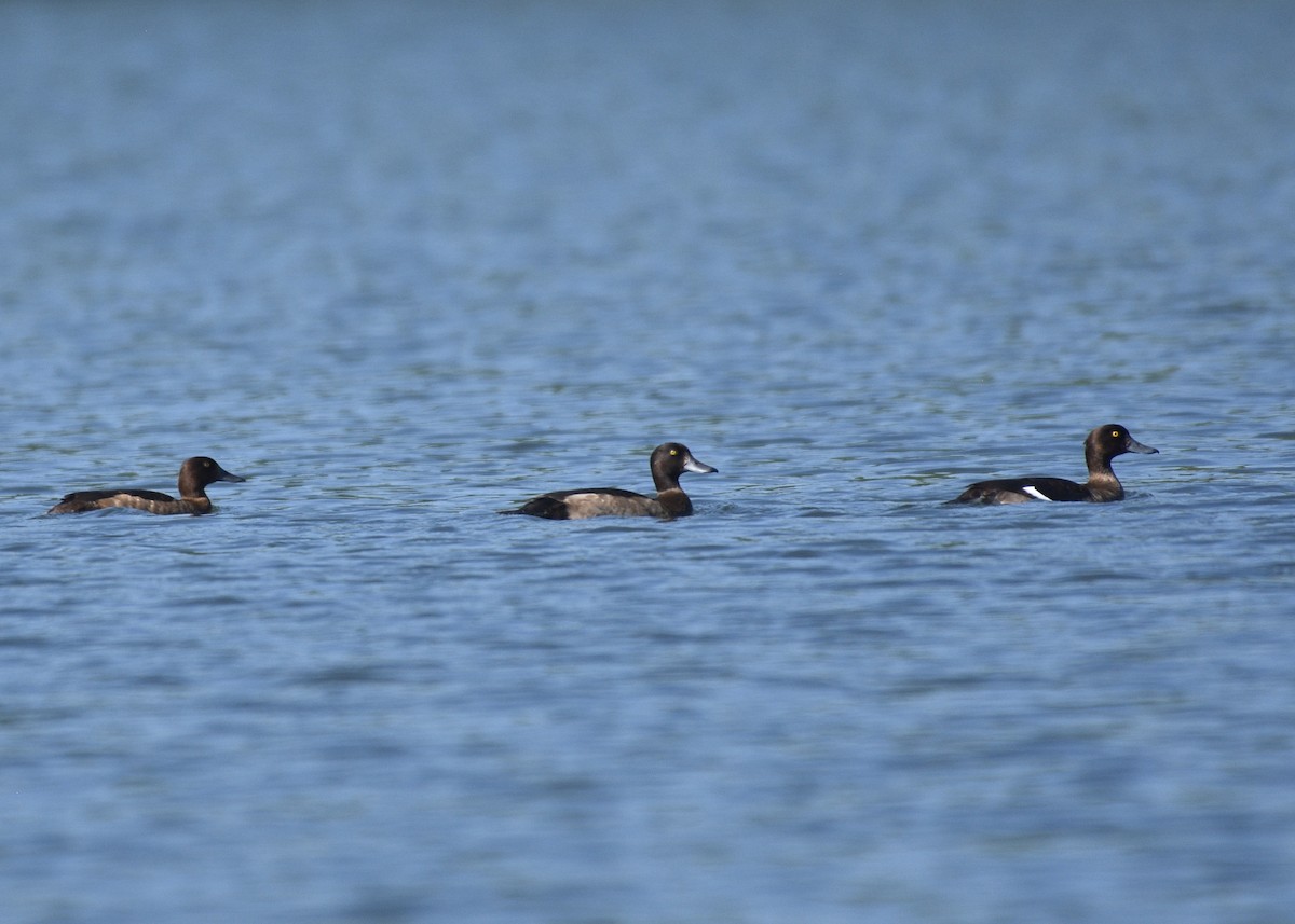 Tufted Duck - ML383366851