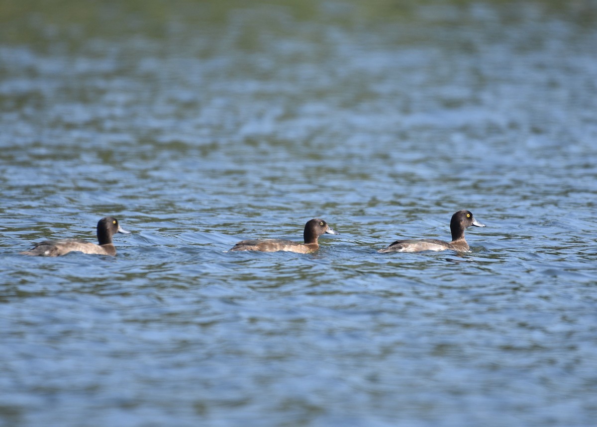 Tufted Duck - ML383366861