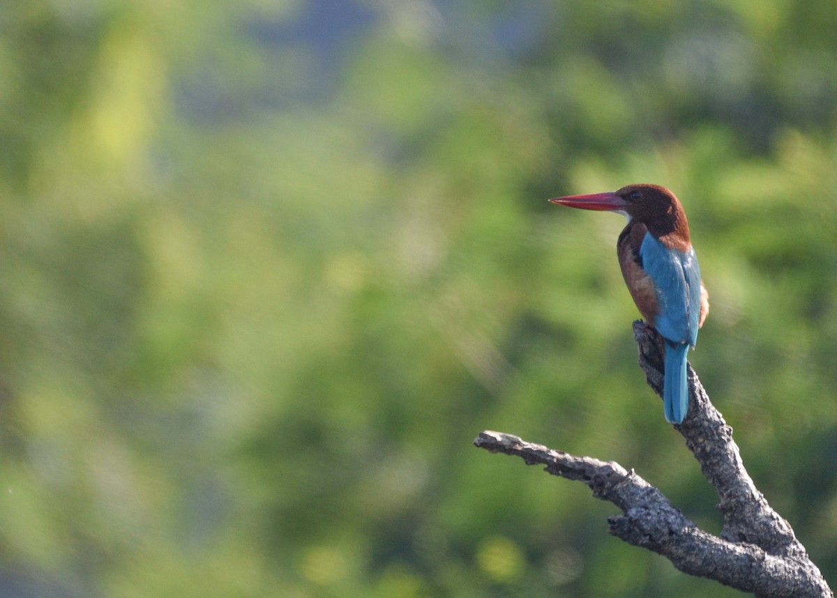 White-throated Kingfisher - ML383367171