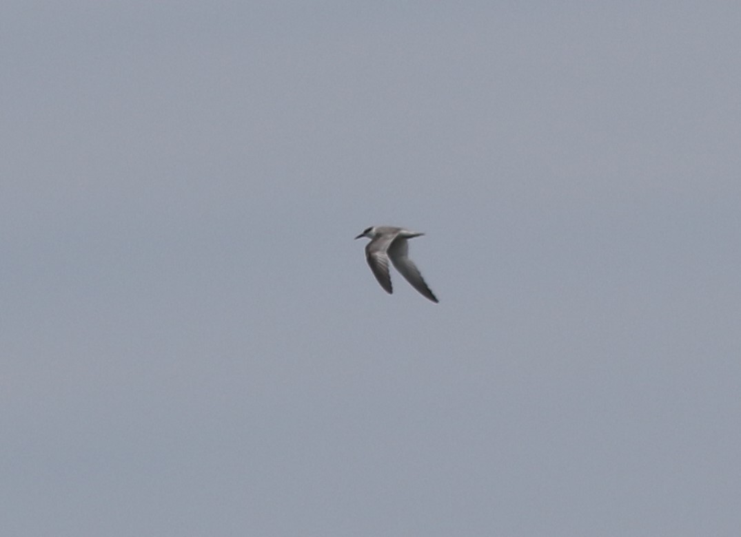 Least Tern - Amy McAndrews