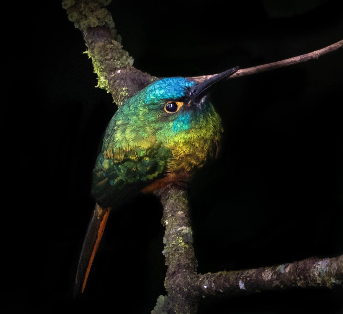 Coppery-chested Jacamar - ML383368061