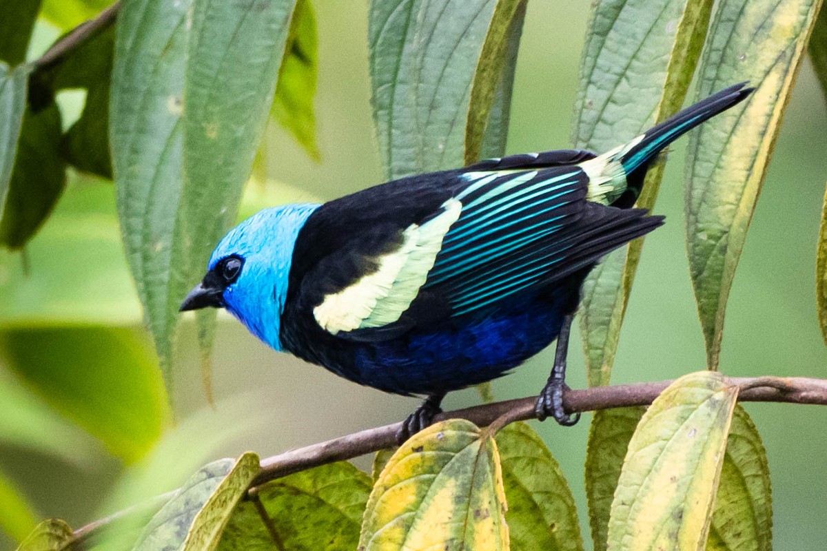 Blue-necked Tanager - Julián González Ruiz