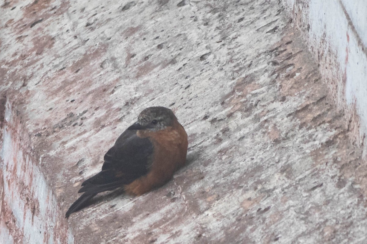 Cliff Flycatcher - ML383368361