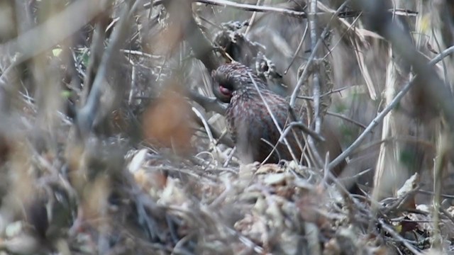 Buffy-crowned Wood-Partridge - ML383368561