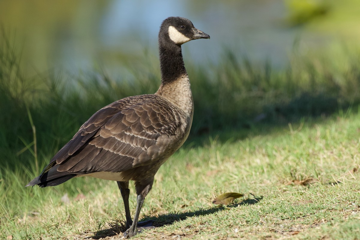 Cackling Goose - ML383368751