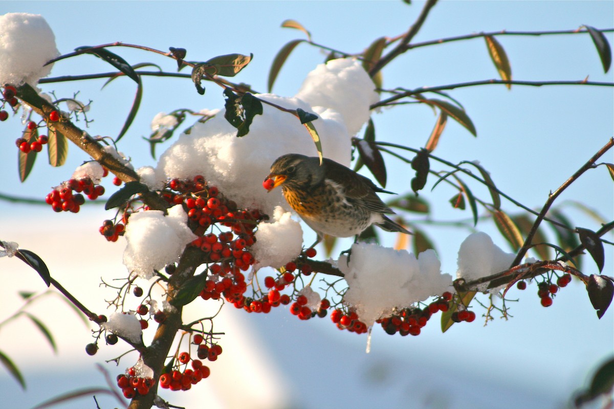 Fieldfare - Stuart Malcolm
