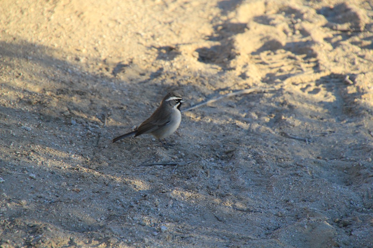 Black-throated Sparrow - ML38337211