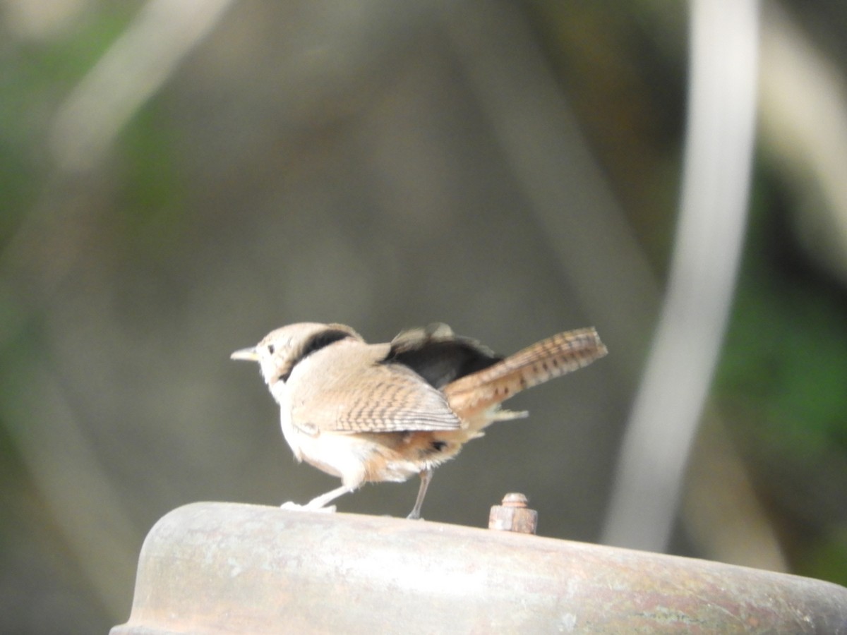 House Wren - ML383375031