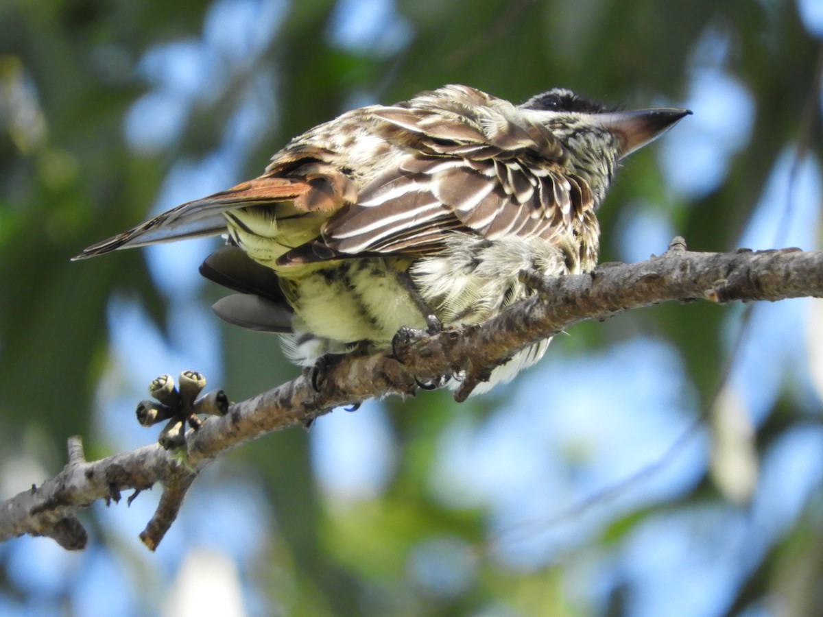 Streaked Flycatcher - Silvia Enggist