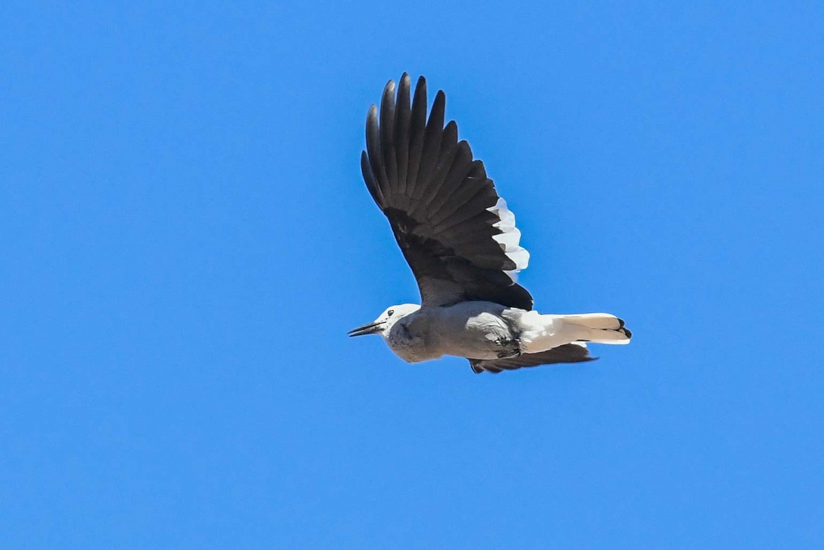 Clark's Nutcracker - ML383375451