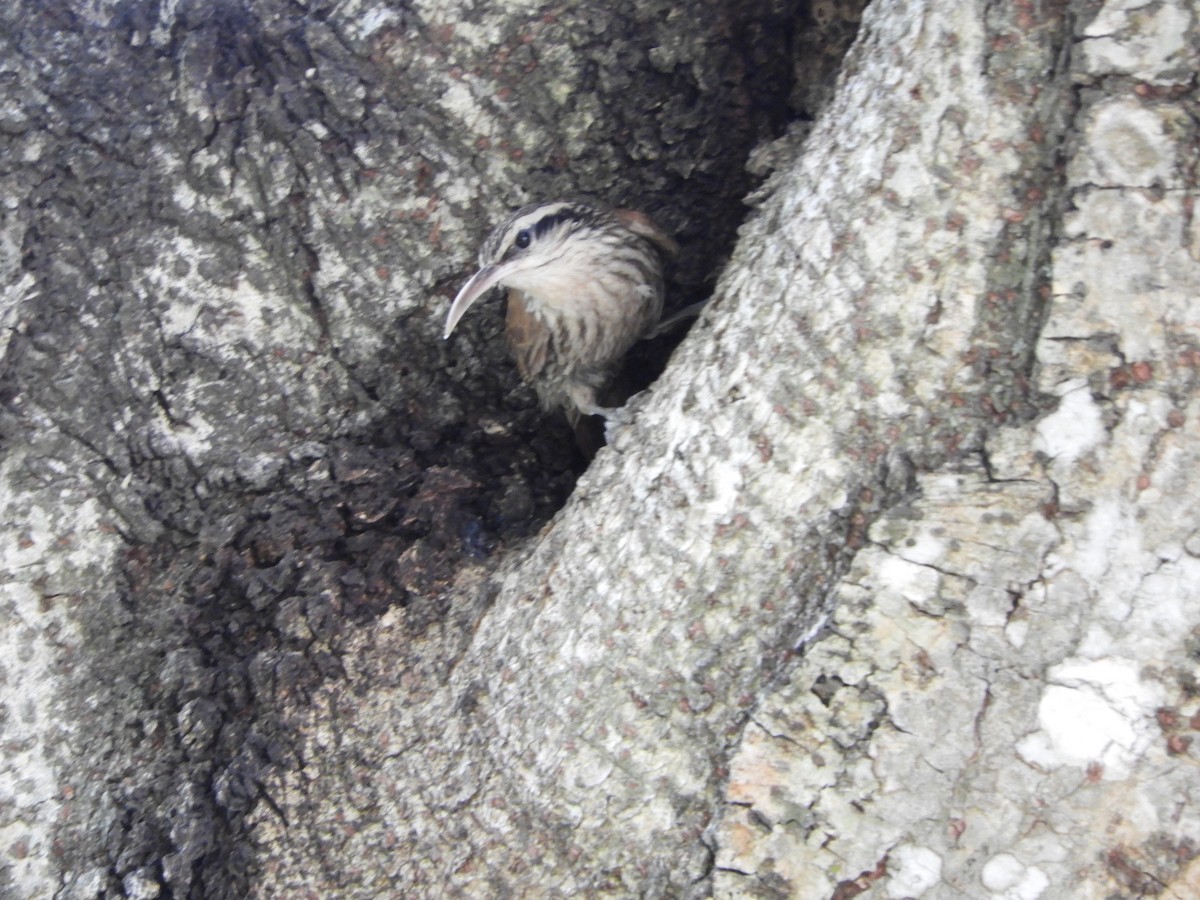 Narrow-billed Woodcreeper - Silvia Enggist