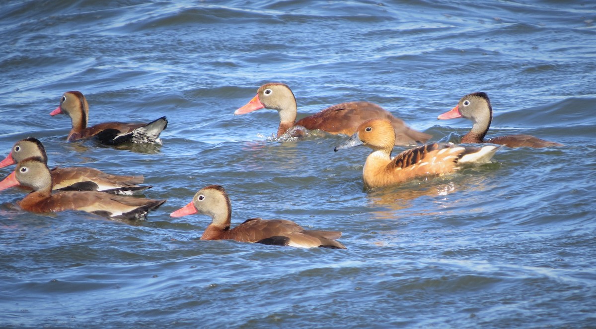 Dendrocygne fauve - ML383377671