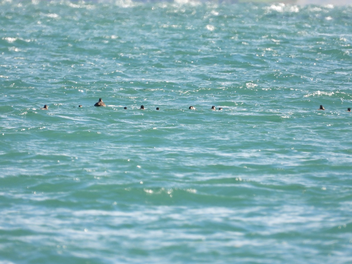 Surf Scoter - Martine Parent