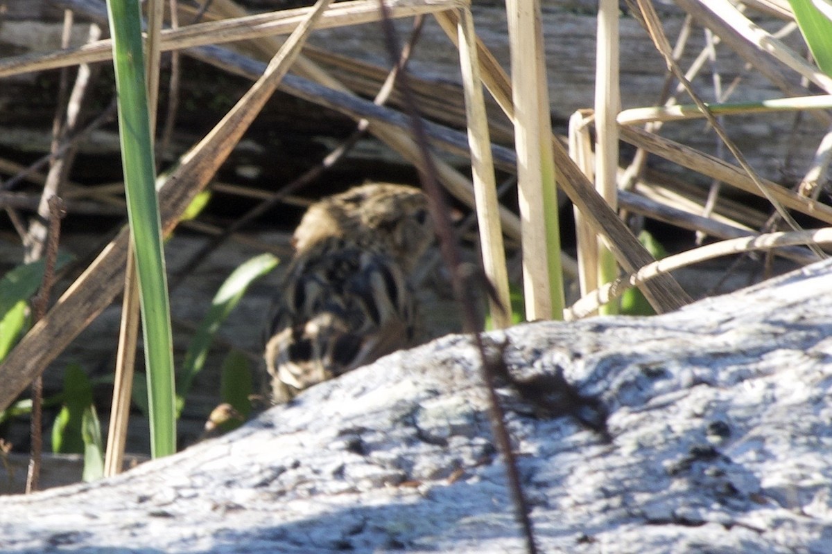 LeConte's Sparrow - ML383378471