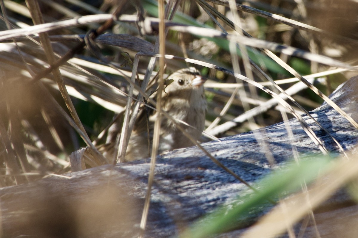 LeConte's Sparrow - ML383378481